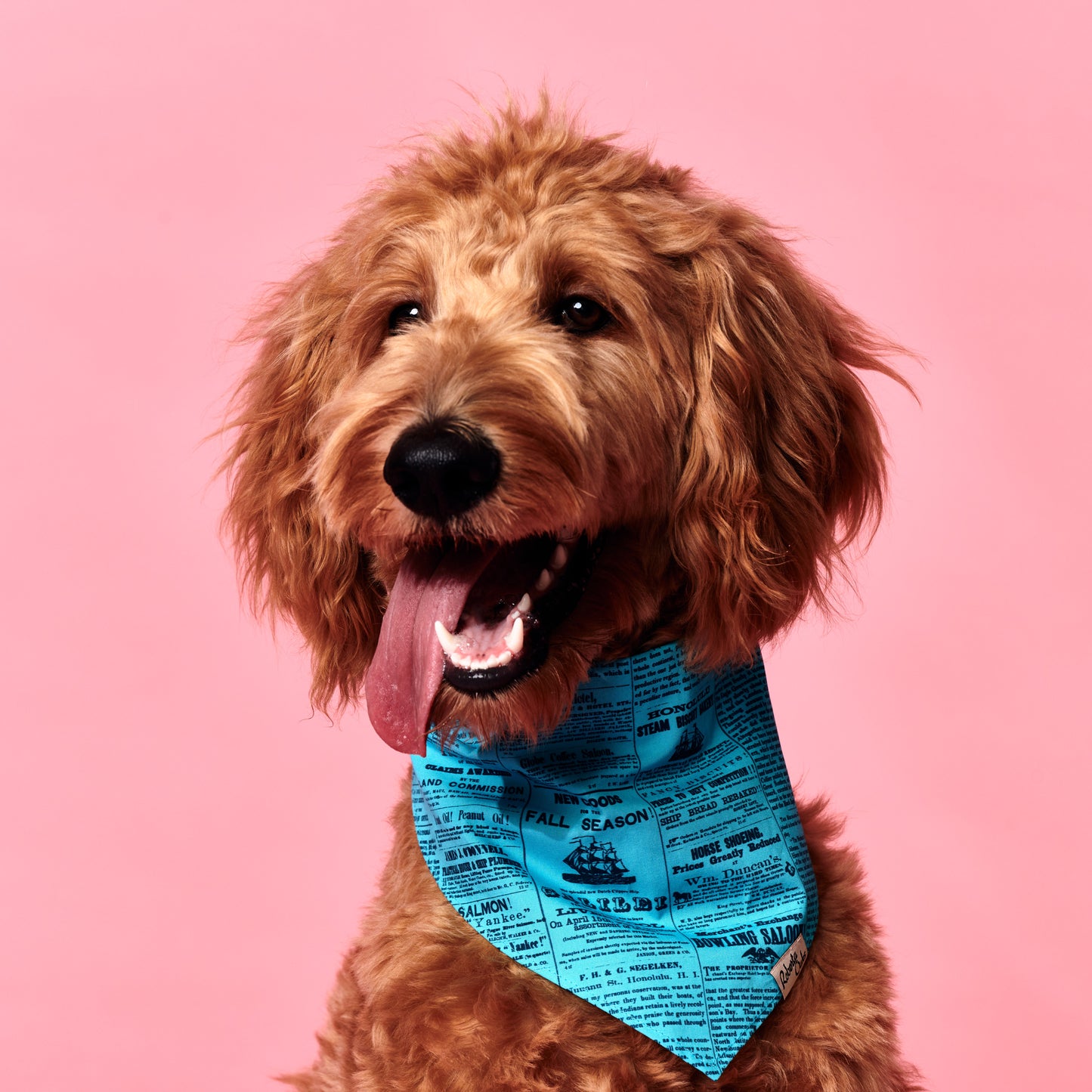 Pet Old News Tuquoise + Navy