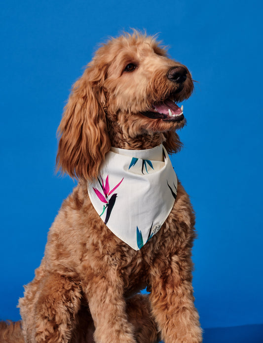 Pet Bird of Paradise Pale Yellow