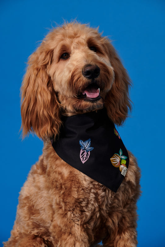 Pet Tropical Harvest Black