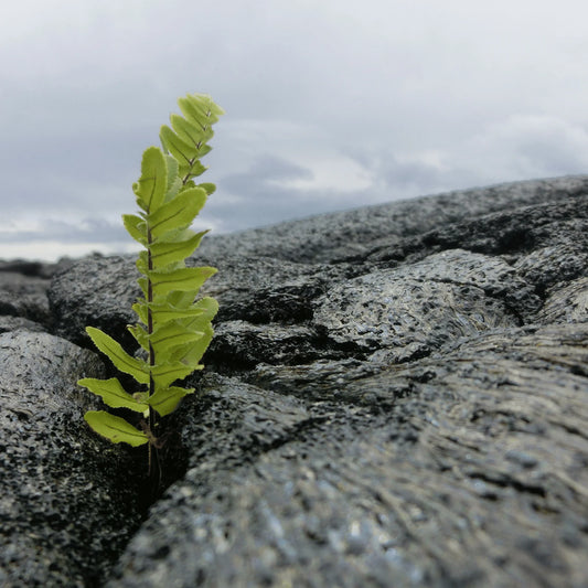 Pohaku Eau de Parfum