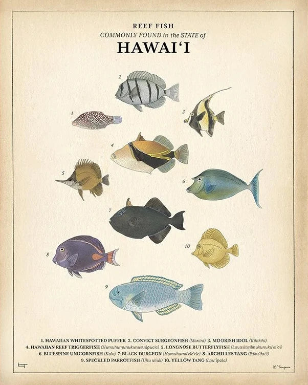 REEF FISH - Lauren Trangmar