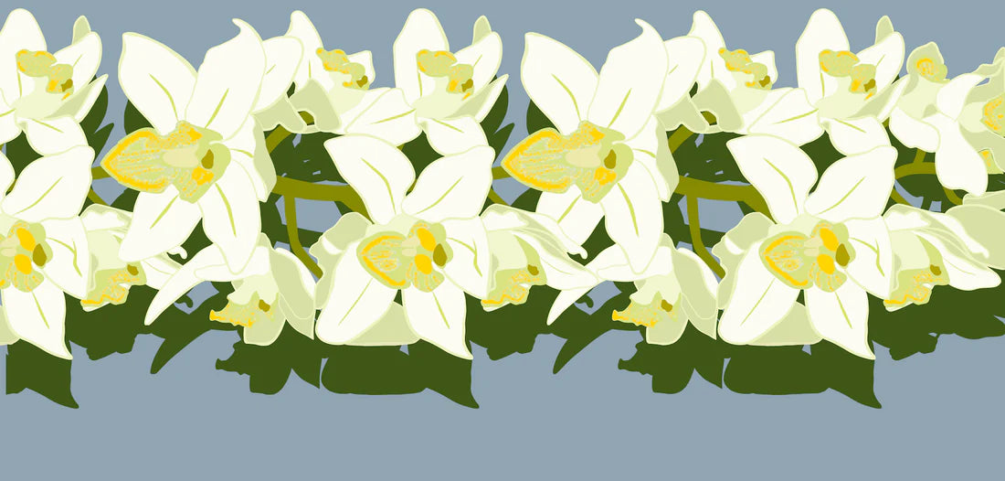 Orchid Pareo