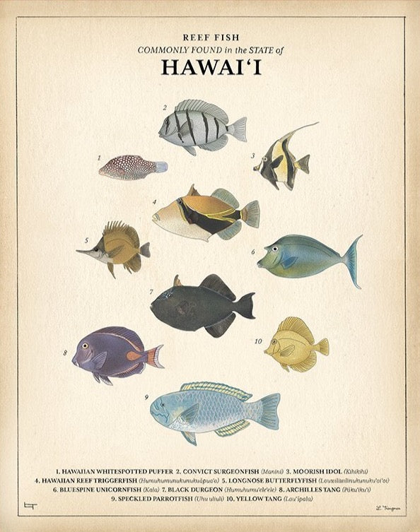 REEF FISH - Lauren Trangmar