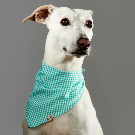 Pet Gingham Aqua