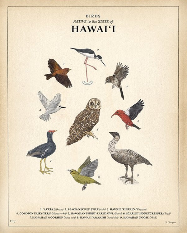 NATIVE BIRDS - Lauren Trangmar