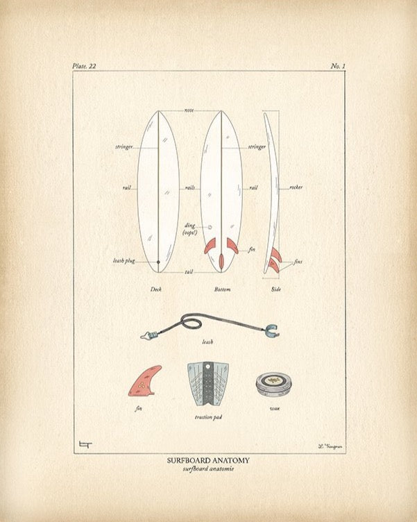 SURFBOARD ANATOMY - Lauren Trangmar