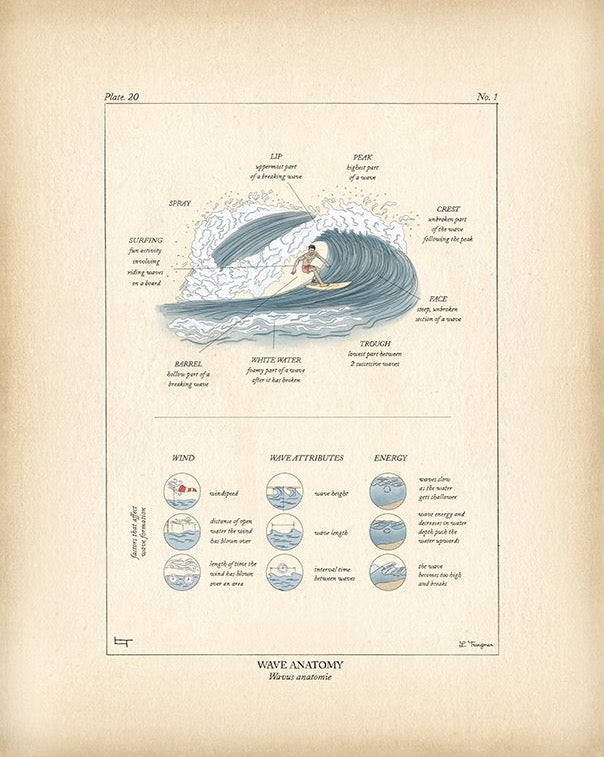 WAVE ANATOMY- Lauren Trangmar