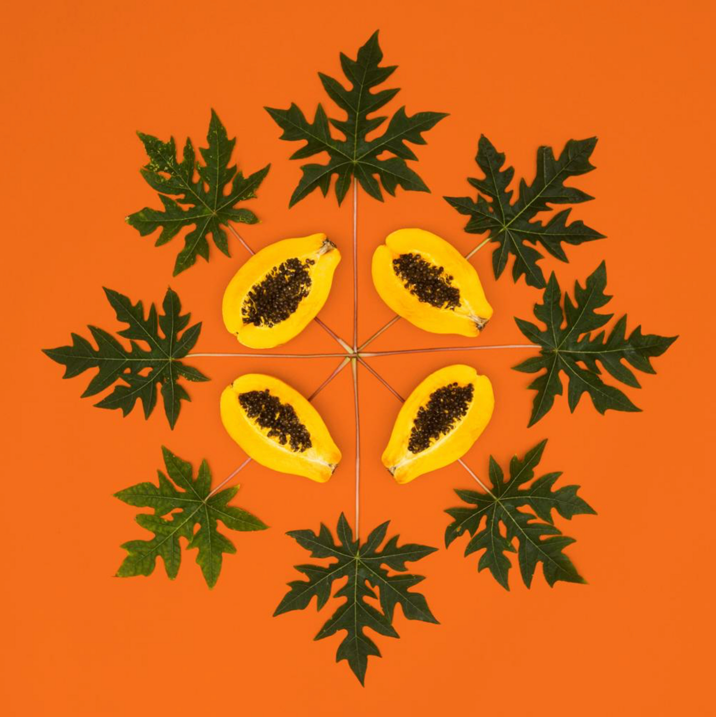 PAPAYA SUNRISE
