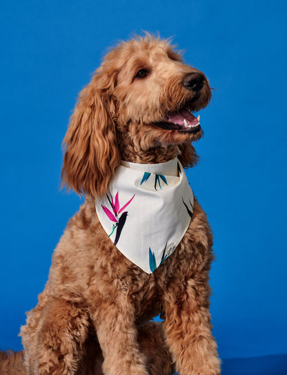 Pet Bird of Paradise Pale Yellow