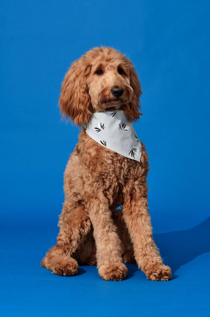 Pet Fan Palm Desert Green