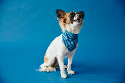 Pet Arco Tide