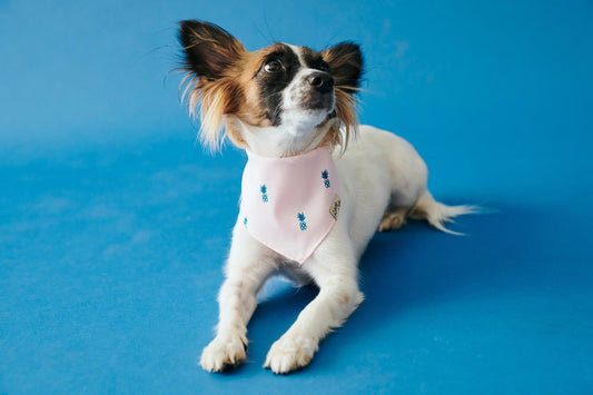 Pet Pale Pink Pineapple