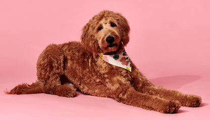 Pet Wallpaper Floral