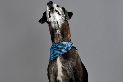 Pet Gingham Indigo