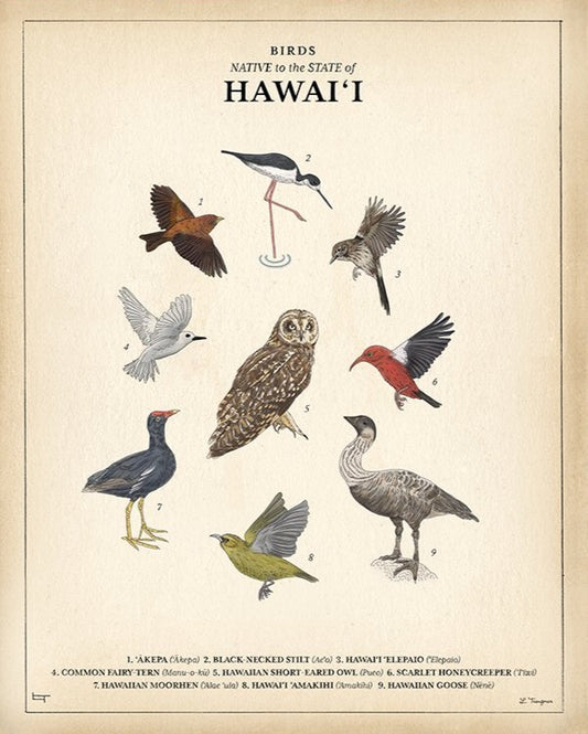 NATIVE BIRDS - Lauren Trangmar