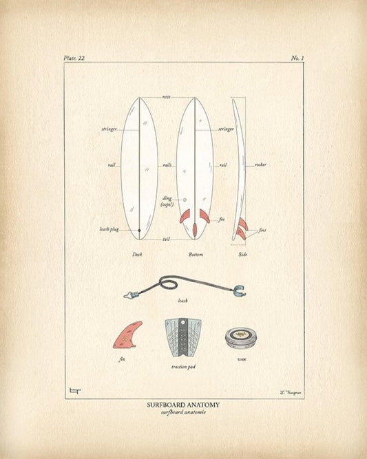 SURFBOARD ANATOMY - Lauren Trangmar