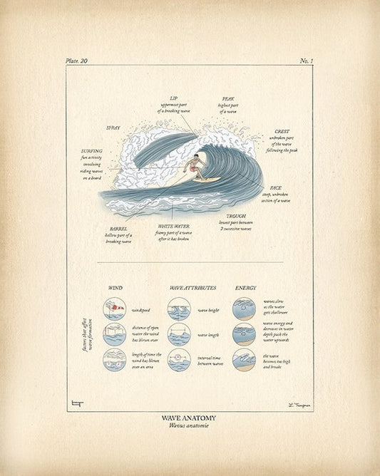 WAVE ANATOMY- Lauren Trangmar