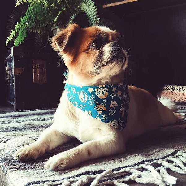 Pet Humu Honolulu Black