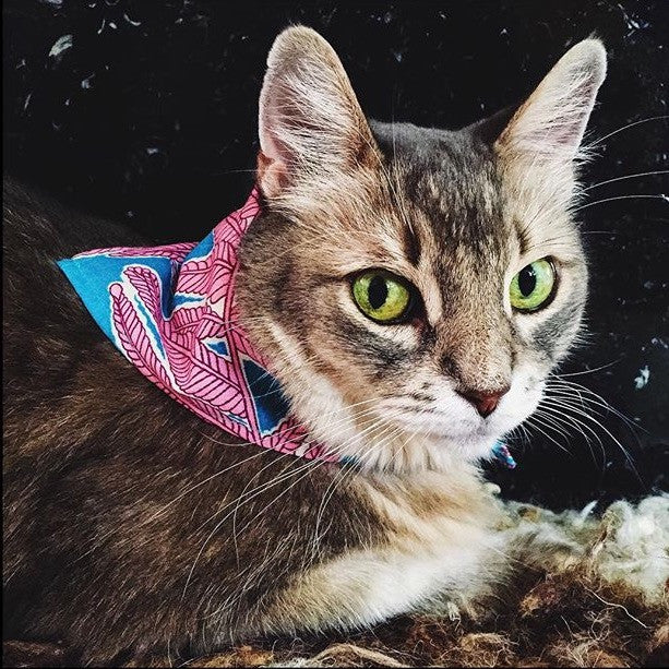 Pet Humu Honolulu Black